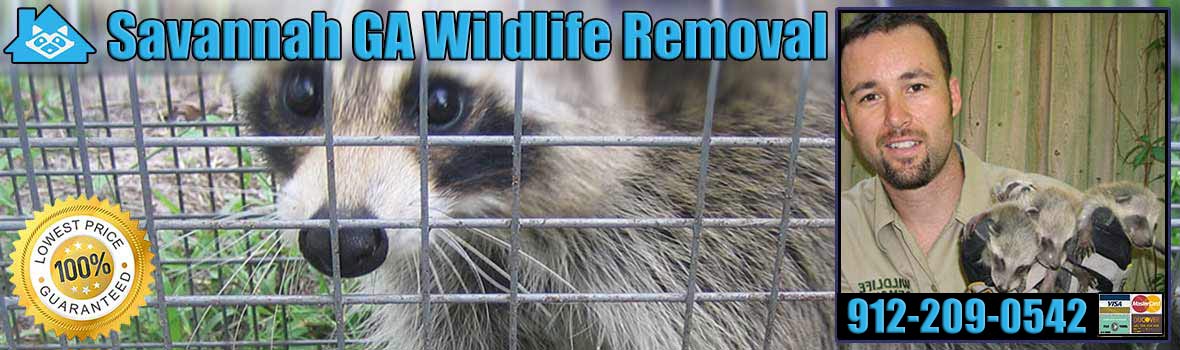 Savannah Wildlife and Animal Removal